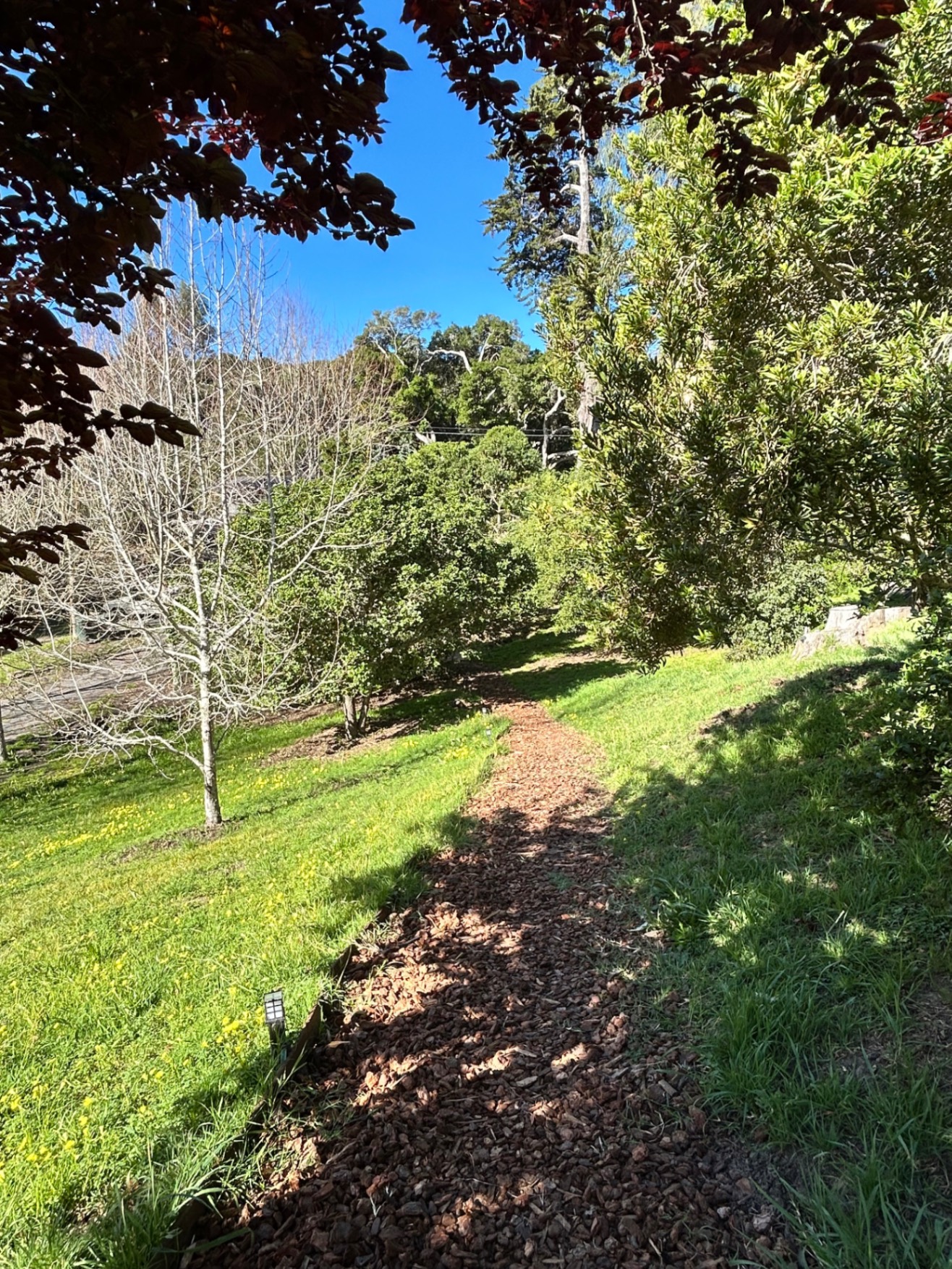 A garden path on the property — trees, green grass, and quiet land